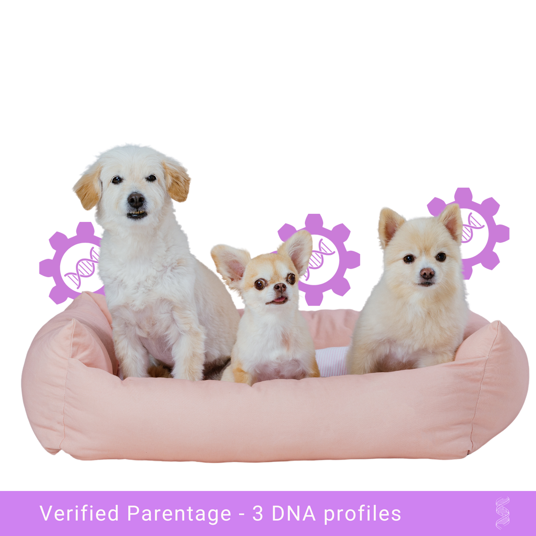 Family portrait of a dog family with mother, father, and puppy, ideal candidates for paternity testing