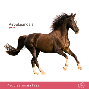 Equine Piroplasmosis qPCR