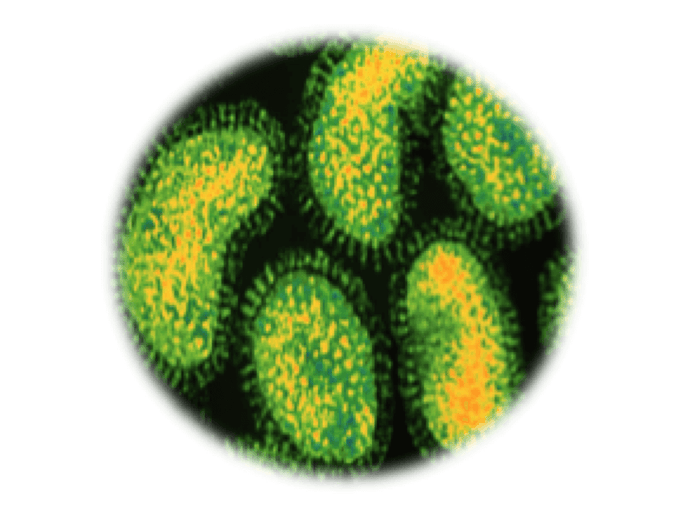 Borna virus, RT-qPCR - Equigerminal