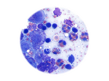 Charger l&#39;image dans la visionneuse de la galerie, Cytology - Equigerminal